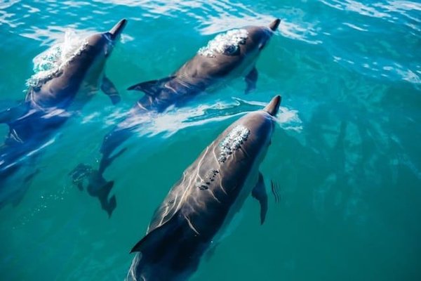 Les meilleurs endroits pour observer les baleines et les dauphins